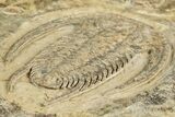 Early Cambrian Trilobite (Perrector) - Tazemmourt, Morocco #355771-5